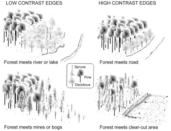 A simple classification of forest edges into high and low contrast edges.